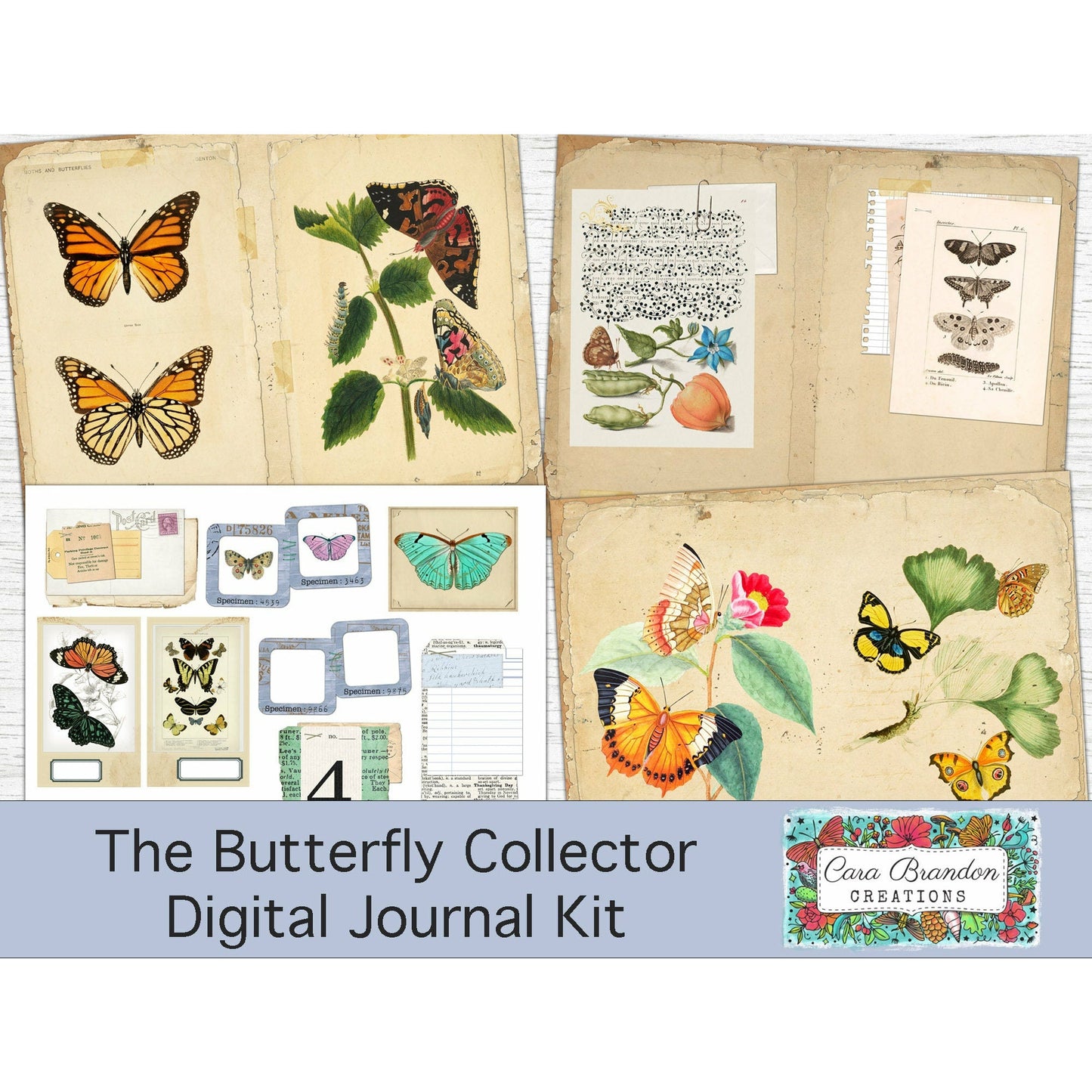 Butterfly Collector's Kit