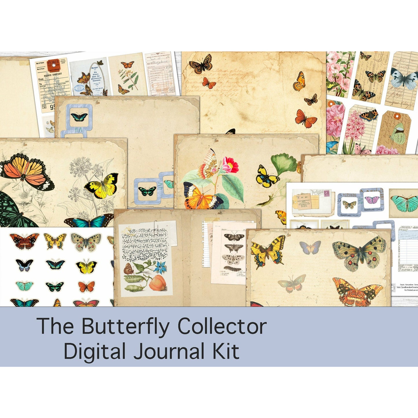 Butterfly Collector's Kit